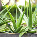 Aloe Vera Plant Live, 4 Inc Potted, Live Aloe Vera Plant Indoor, Succullent Plant Live