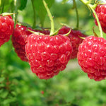 4 Hardy Raspberry Trees Live Plants, Purple Everbearing Raspberries Bushes Plants 5 to 10 Inc Tall, Well-Rooted, No Pot, Sweet Flavor (Caroline Red)