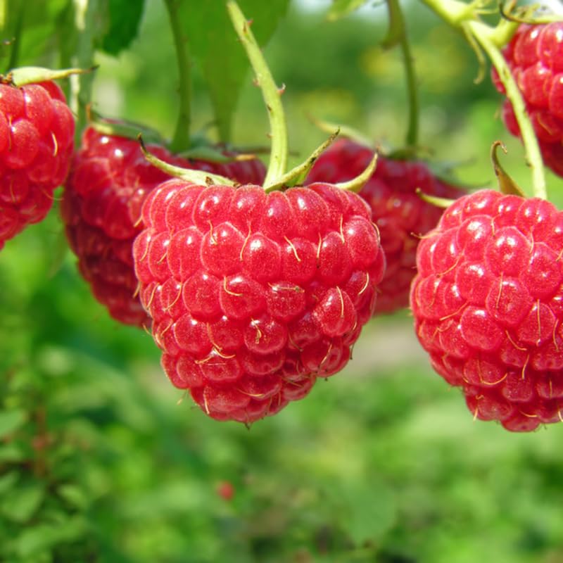 4 Hardy Raspberry Trees Live Plants, Purple Everbearing Raspberries Bushes Plants 5 to 10 Inc Tall, Well-Rooted, No Pot, Sweet Flavor (Caroline Red)