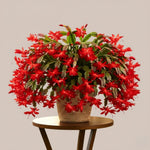 Christmas Cactus Plant Live, Starter Holiday Thanksgiving Cactus Plant for Indoor Outdoor Houseplants, Fasle Easter Cactus Plants Like, Cold Hardy, 5-9" in Tall (Red)