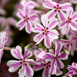 Pink White Creeping Phlox Live Plants 5-9 Inc Tall, Candy Stripe Creeping Phlox Plants, Starter Plant Well-Rooted