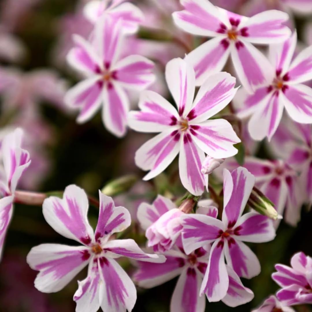 Pink White Creeping Phlox Live Plants 5-9 Inc Tall, Candy Stripe Creeping Phlox Plants, Starter Plant Well-Rooted