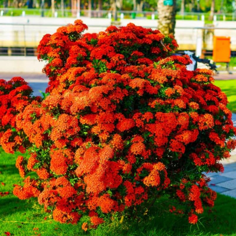 2 Red Ixora Live Plants, Well-Rooted Flowering Ixora Shrub Seedlings, 4-9” Tall, Tropical Ixora Bush for Indoor or Outdoor Garden