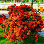 3 Red Ixora Plants Live, Flowering Ixora Bush Shrub, 5-9” Tall, Tropical Ixora Well-Rooted for Planting Home Garden