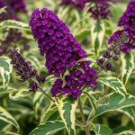 AVERAR 6 Months Old Variegated Butterfly Bush Live Plant, Butterfly Bushes Ready to Plant Outdoor, Buddleia Plant Bush Shrub 5-7 Inches Tall, No Pot, Color Purple or Light Purple