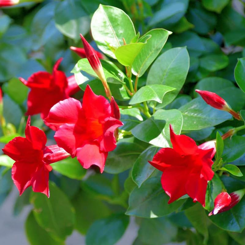 3 Red Mandevilla Plants Live, 5-10” Tall Flowering Mandevilla Vines for Trellis, Outdoor Patio, Garden Pots, Trailing Mandevilla Seedlings