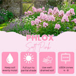 Phlox Plant, Soft Pink Phlox Plant in Plug, 2-3 Inches Tall, Hardy Perennial Flower for Outdoor Garden