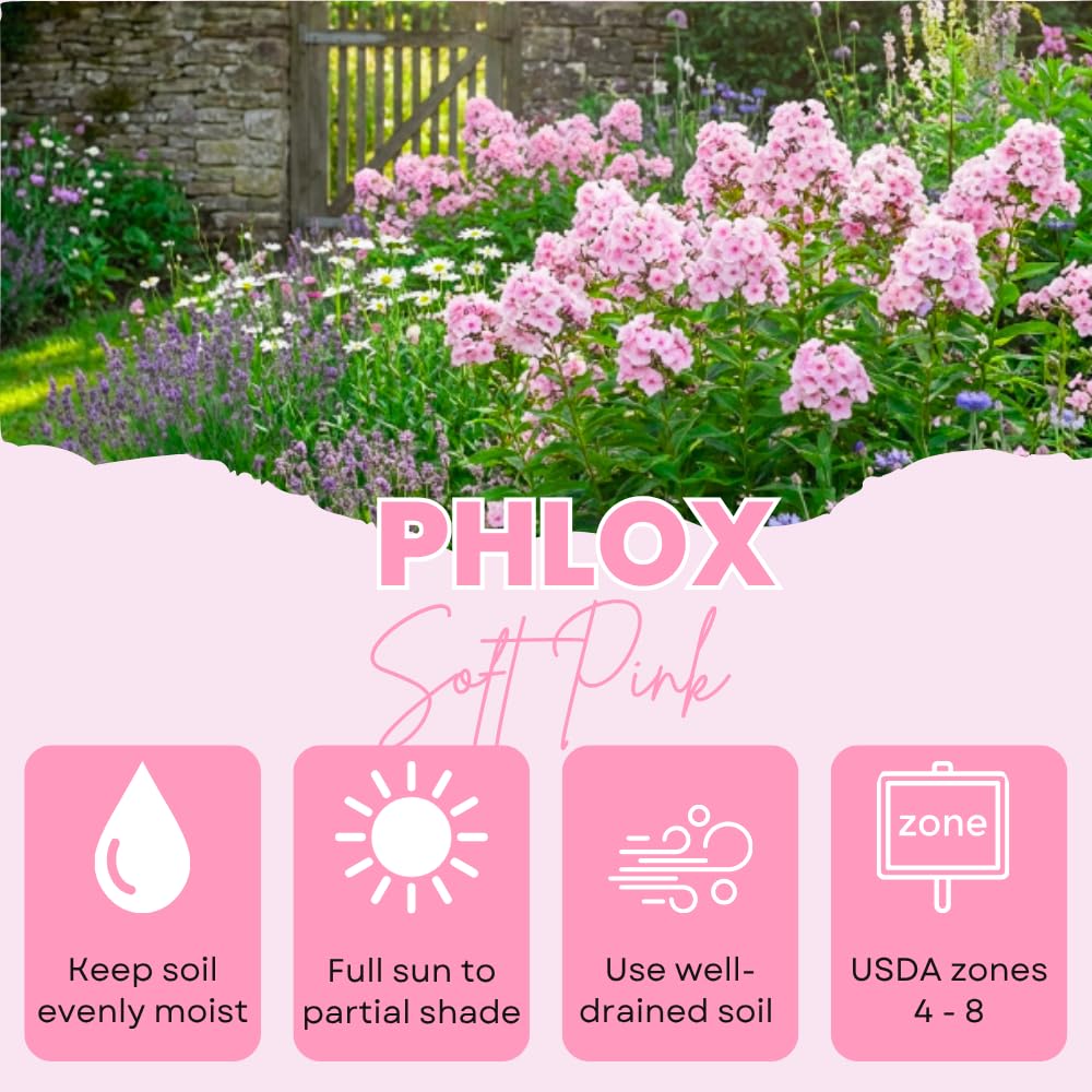 Phlox Plant, Soft Pink Phlox Plant in Plug, 2-3 Inches Tall, Hardy Perennial Flower for Outdoor Garden