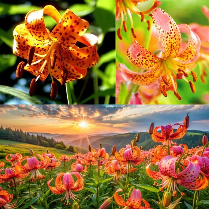Set 10 Turks Cap Lily Bulbs, Tiger Lily Bulbs Vibrant Orange Blooms for Outdoor Borders Perennials, Flowers Bulbs