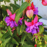 2 Fuchsia Plants Live Indoor Outdoor, Pink Purple Fuchsia Live Plant, 3 to 7 Inches Tall