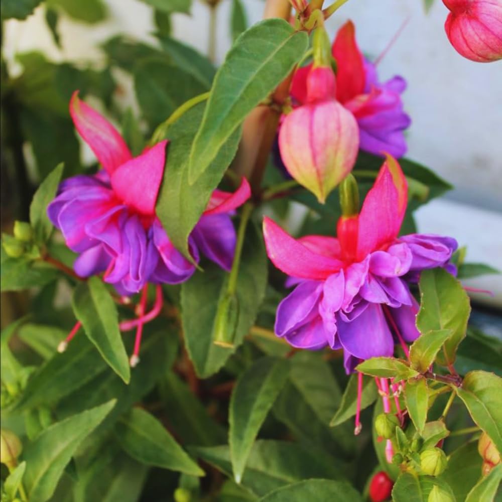 2 Fuchsia Plants Live Indoor Outdoor, Pink Purple Fuchsia Live Plant, 3 to 7 Inches Tall