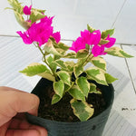 2 Bougainvillea Plants Live, Varigated Bougainvillea Live Plant, 4 to 6 Inc Tall