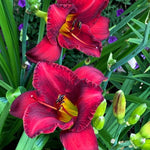 Pack 3 Red Daylily Bulbs for Planting, Hardy Perennial Flower with Vibrant Blooms, Reblooming Daylilies Bulbs for Garden Borders and Containers