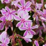 Set 2 Creeping Phlox Live Plants, Perennial Phlox Flower Ground Cover Plant, Hardy Creeping Phlox 5-8 Inches (Stripe)