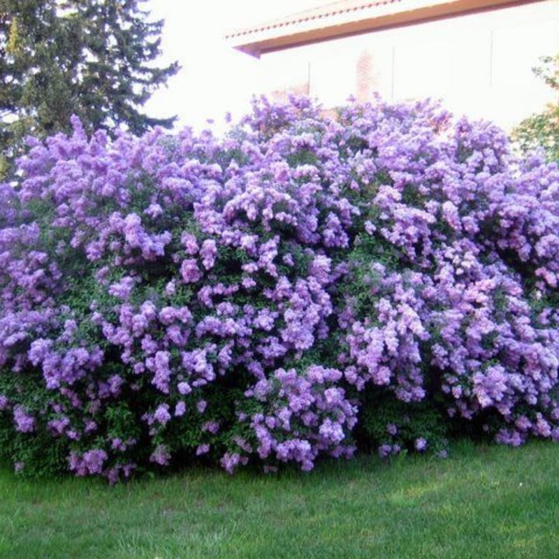 Purple Lilac Plant, Hardy Lilac Bush for Container and Garden Growing, Fragrant Lavender Purple Blooms - 9 to 12 Inches