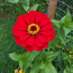 2 Red Zinnia Plant Live Outdoor, 4 to 6 Inc Tall, Zinnia Flower Plant Potted Planting