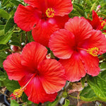 2 Red Hibiscus Tree Live Plant, Hardy Hibiscus Plants Live, 8 to 11 Inches, Hibiscus Shrub Tree for Garden