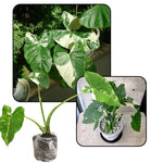 Colocasia Esculenta, Colocasia Live Plant, Elephant Ears Live Plant, Esculenta Taro Live Houseplant, 5-8 Inc Tall, No Pot (Rare Colocasia)