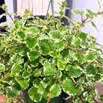 Pack 2 Swedish Ivy Plants Live Indoors in One Pot, Plectranthus Swedish Ivy House Plants, Live Swedish Ivy Vine, 4-6" Tall (Variegated Swedish Ivy)