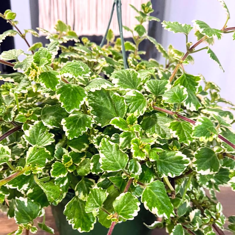 Pack 2 Swedish Ivy Plants Live Indoors in One Pot, Plectranthus Swedish Ivy House Plants, Live Swedish Ivy Vine, 4-6" Tall (Variegated Swedish Ivy)