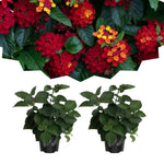 Pack 2 Lantana Live Plants for Planting, Hardy Perennial Lantana Bushes Well Rooted 4-7 Inches, Assorted Blooms (Red Flowers)