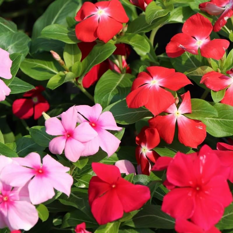 4 Pots Mix Vinca Plants Live, 4-6" Tall Ground Cover Vinca Flowers for Outdoor Garden, Landscape, Containers