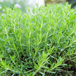2 Tarragon Plants Live, French Tarragon Starter for Growing, Culinary, Garden 4 to 6 Inches