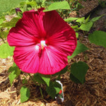 Hardy Hibiscus Plant Live, Red Hibiscus Tree Live Plant, 5 to 7 Inches Tall Live Plant, Perennial Hibiscus Flower Growing