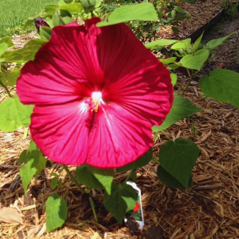 Hardy Hibiscus Plant Live, Red Hibiscus Tree Live Plant, 5 to 7 Inches Tall Live Plant, Perennial Hibiscus Flower Growing