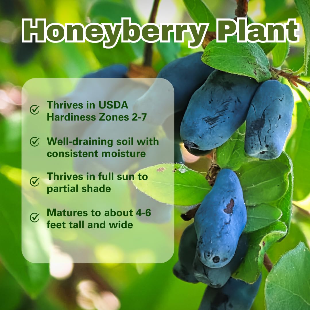 Blue Honeyberry Plant Live, Sweet Blue Honey Berry Tree, Perennial Haskap Plants, 6-8 Inch Tall for Planting