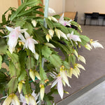 Christmas Cactus Plants Live, Thanksgiving Cactus Easter Cactus Like, 4-8 Inc Tall, Cold Hardy, Holiday Cactus for Indoor Outdoor Planting, Starter Size (White)