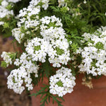 2 White Verbena Live Plants, Trailing Verbena Plants for Planting Outdoor, Perennial Ground Cover Flowers 4-7 Inches