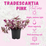 Pink Wandering Jew Plant Live, Tradescantia Pink Plant, Vibrant Foliage Houseplant, 4-7 Inches Tall in 3.25 Inch Pot for Indoor Planting