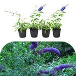 Pack 2 Butterfly Bush Live Plant, Fragrant Buddleia Shrub, 4-9 Inch Height, Vibrant Blooms for Landscaping (Blue Butterfly)