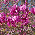 Ann Magnolia Tree, Dormant Magnolia Flowering Shrub Bush in 2.5'' Pot, Well Rooted Magnolia to Grow in Container, Garden
