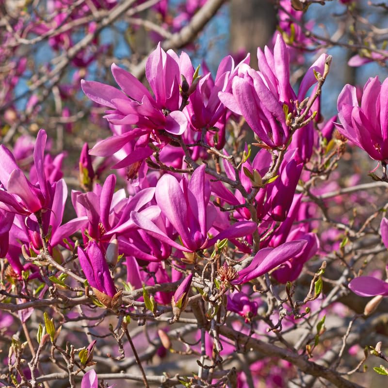 Ann Magnolia Tree, Dormant Magnolia Flowering Shrub Bush in 2.5'' Pot, Well Rooted Magnolia to Grow in Container, Garden