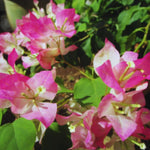 2 Bougainvillea Plants Live, Pink White Bougainvillea Live Plant, 4 to 6 Inc Tall Growing