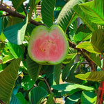 Big Sweet Guava Tree Live Plant, 1.5-2 Feet Tall Well Rooted, Ready to Bear Fruit Within 1-2 Years