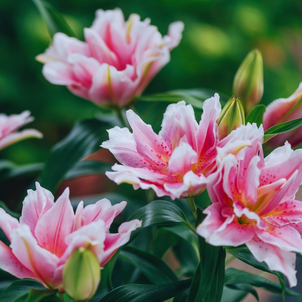 3 Double Pink Lily Bulbs for Planting, Lilies Flowers Bulbs for Gardening, Large Bulb