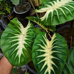 Elephant Ear Plants, Rare Colocasia Plant Live, Perennial Esculenta Taro Alocasia 4-8 Inch Tall, Indoor Outdoor Garden (Sunrise)