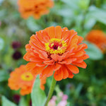 2 Orange Zinnia Plant Live Outdoor, 4 to 6 Inc Tall, Zinnia Flower Plant Potted Planting