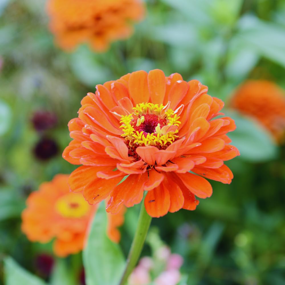 2 Orange Zinnia Plant Live Outdoor, 4 to 6 Inc Tall, Zinnia Flower Plant Potted Planting