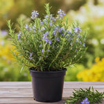 2 Rosemary Plants Live, 5 to 7 Inc Starter Plants, Rosemary Herb Live Plant Pot 4 Inc Indoor Outdoor Gardening