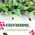 Streptocarpus Live Plant in 3.25" Pot, 5-8" False African Violet Ladyslipper Primose Plant for Spring Planting, Indoor Outdoor Home Décor (Blue White)