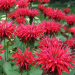 Red Bee Balm Plant, 2-5" Tall Starter, Rooted in Soil, No Pot, Monarda Flowering Herb Plant for Garden