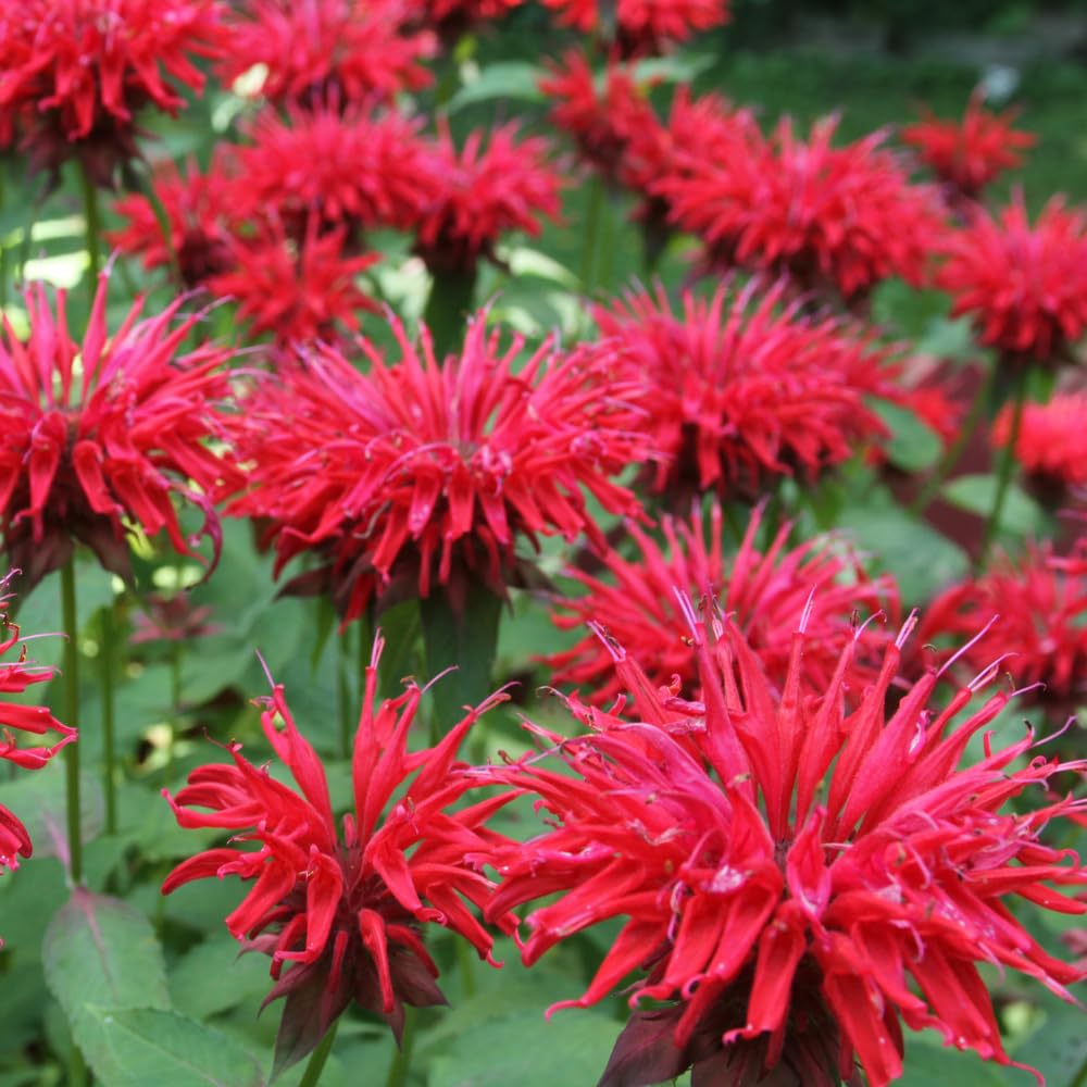 Red Bee Balm Plant, 2-5" Tall Starter, Rooted in Soil, No Pot, Monarda Flowering Herb Plant for Garden