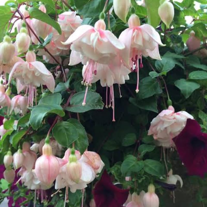 Pink Fuchsia Plant Live 4'' Pot, Hardy Flowering Fuchsia Starter 3-6'' Tall, Hanging Basket or Patio Garden Plants, 2 Plants per Pot