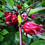 2 Sabdariffa Roselle Hibiscus Plants Live 4-8 Inch Tall, in 4 Inch Pot, Jamaican Sorrel Red Hibiscus Flowers Plants