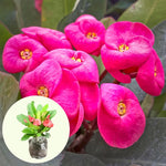 Hardy Crown of Thorn Live Plant, Pink Euphorbia Milii Tree, 1 Year Old Plant, 5-10 Inches in Tall, No Pot, Indoor Outdoor Décor Succulent Cactus