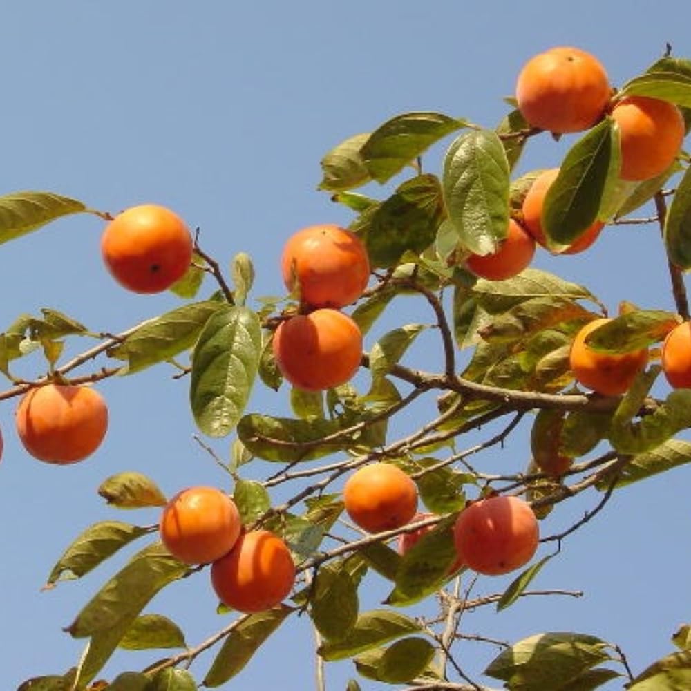 4 Cold Hardy Persimmon Tree Bare Roots, Persimmon Fruit Tree Seedlings 6-12 Inches, Outdoor Planting, Winter Dormant